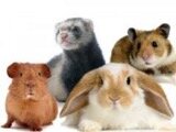 Knaagdieren